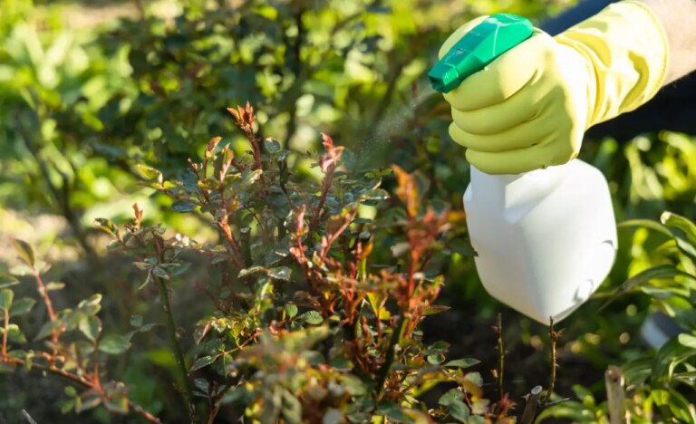 Utilizzare la candeggina come diserbante: informazioni essenziali da conoscere