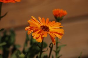 Quando piantare i semi di calendula: guida completa